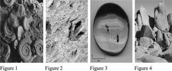 Which of the following would NOT be considered a fossil?   A) Figure 1 B) Figure 2 C) Figure 3 D) Figure 4