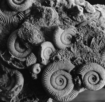 What type of fossil is shown in the picture below?   A) impressions B) mold fossils C) hard parts D) trace fossils