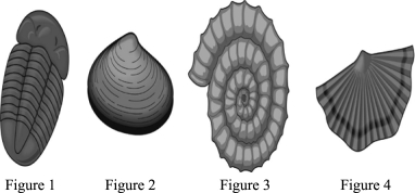 Which of the following is a brachiopod?   A) Figure 1 B) Figure 2 C) Figure 3 D) Figure 4