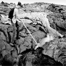 What type of rock is being formed in the picture?   A) igneous B) sedimentary C) metamorphic D) inequant