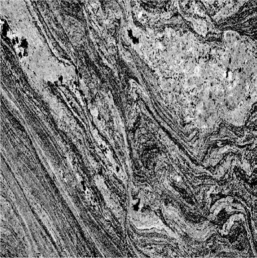 What type of rock is shown in the picture?   A) clastic B) sedimentary C) igneous D) metamorphic