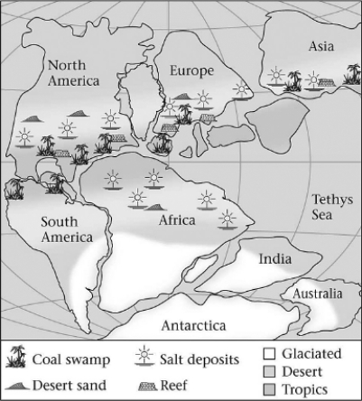 Consult the figure below.Abundant swamps led to the formation of coal during the Late Paleozoic in which of the following places?   A) India B) southern Africa C) North America D) Antarctica