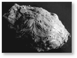 The image below shows a ________,which is a large piece of pyroclastic debris ejected during an eruption,with a smooth texture due to the fact that it was partially molten when ejected.   A) block B) bomb C) lapilli D) xenolith