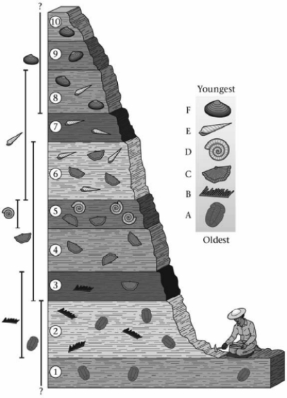 Which principle of stratigraphy could be used to determine the relative ages of Layer 7 and Layer 3?   A) the principle of fossil succession B) the principle of original horizontality C) the principle of lateral continuity D) the principle of inclusions