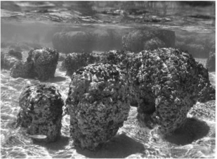 Stromatolites are layered structures produced by the activity of ________.   A) dinosaurs B) methanogens C) cyanobacteria D) green algae