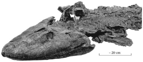 The fossil fish Tiktaalik made headlines in 2005 because it ________.   A) was preserved with a hook in its mouth and represents the oldest evidence of human fishing B) was the largest shark ever recovered from the fossil record C) represents a transitional form between lobe-finned fish and terrestrial vertebrates D) was found alive in the modern deep ocean;previously,the fish was thought to be extinct