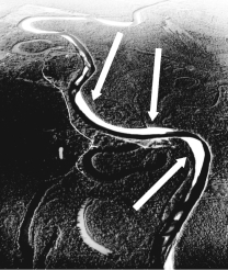 The figure below is an aerial photograph of a meandering stream.The light-colored features labeled with arrows below are ________.   A) thalwegs B) cut banks C) flood plains D) point bars