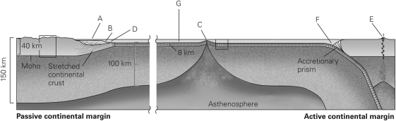 Using the figure below,which of the following lists correctly identifies the various seafloor landforms?   A) A = continental shelf,B = continental slope,D = continental rise,G = abyssal plain, C = mid-ocean ridge,F = trench,and E = volcanic arc B) B = continental shelf,A = continental slope,C = continental rise,G = abyssal plain, D = mid-ocean ridge,F = trench,and E = volcanic arc C) G = continental shelf,E = continental slope,F = continental rise,C = abyssal plain, B = mid-ocean ridge,A = trench,and D = volcanic arc D) A = continental shelf,B = continental slope,D = continental rise,G = abyssal plain, E = mid-ocean ridge,F = trench,and C = volcanic arc