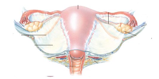 The nurse is reviewing the anatomy and physiology of the reproductive organs during a prenatal class. On the diagram, select the area that the nurse should identify as being the round ligament.Shape_  