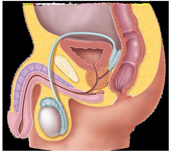 The nurse is reviewing the male reproductive system with a group of high school students. Using the diagram select the structure that the nurse should identify as a storage area for spermatozoa.Shape_  