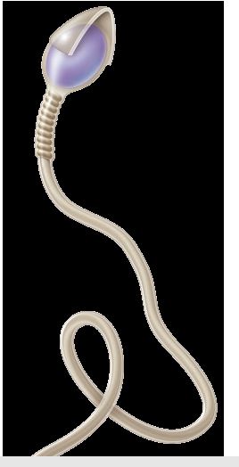 The nurse is preparing materials to counsel a couple after a consultation visit at an infertility clinic. On the diagram, select the area on the sperm that the nurse should identify as fertilizing the ovum.Shape_  