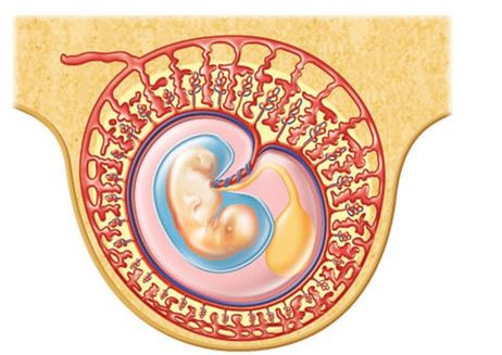 The nurse is discussing an embryonic structure that forms red blood cells until the liver takes over the process in the developing fetus. Place an X on the diagram to identify the structure that the nurse is discussing.Shape_  