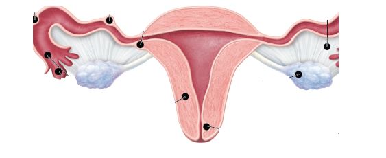 The nurse is caring for a client recovering from an ectopic pregnancy that occurred in the ampulla of the fallopian tube. When using the diagram, where should the nurse identify for the client the location at which the pregnancy occurred?Shape_  
