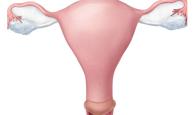 The nurse is instructing a pregnant client scheduled for an elective cesarean birth on the different types of incisions. Where should the nurse identify the location of the Sellheim incision during this teaching?Shape_  