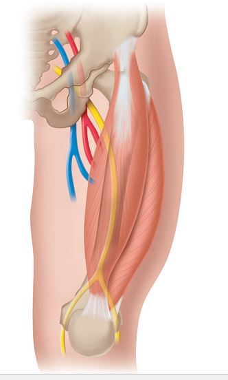 The nurse is preparing to inject a dose of vitamin K to a newborn after delivery. Identify on the diagram where the nurse should provide this injection.
