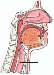 The anatomy identified on the lateral neck below is the:   A)  oropharynx. B)  esophagus. C)  larynx. D)  trachea.