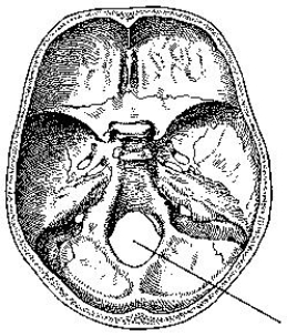 The part of the cranial base identified in the figure below is the:   A)  sella turcica. B)  foramen ovale. C)  hypoglossal canal. D)  foramen magnum.
