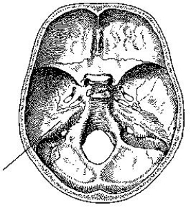 The part of the cranial base identified in the figure below is the:   A)  auditory canal. B)  dorsum sellae. C)  greater wing. D)  petrous portion.