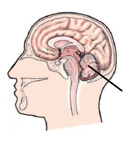 The area of the brain identified in the figure below is the:   A)  pons. B)  cerebrum. C)  cerebellum. D)  brainstem.