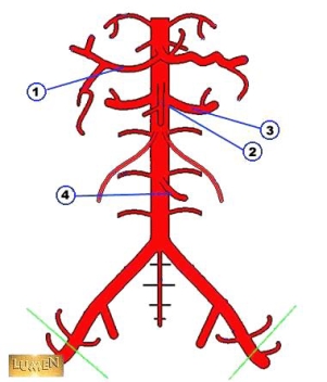 The artery in the figure labeled 1 below is the _____ artery.   A)  celiac B)  inferior mesenteric C)  renal D)  hepatic
