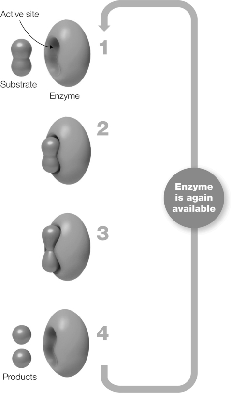 Which facts about enzymes are not visualized in this figure?   A)  Enzymes stabilize the transition state of the reaction-that point where the reactants are becoming the products. B)  A cofactor is often required for enzyme activity. C)  Enzymes are not consumed or permanently changed in a reaction. D)  A substrate binds to an enzyme at the active site as described by the  induced- fit  model E)  Specific products are generated.
