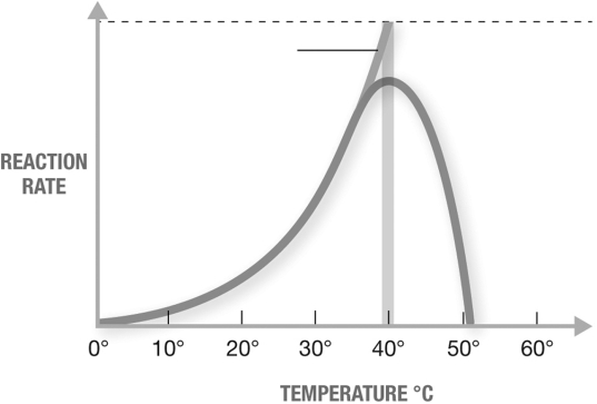 The graph shows enzyme activity as a function of temperature for a mesophilic microbe. How would you predict that the graph would change if the organism was a psychrophile (an organism that thrives at low temperatures) ?   A)  The graph would be similar, but would be shifted toward the right. B)  The graph would be a horizontal straight line. C)  The graph would be similar, but would be shifted toward the left. D)  The graph would not peak then drop off, but would continue rising indefinitely. E)  The graph would be wider (extended further both left and right)  but the peak would be lower.