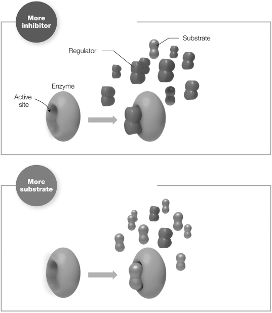 The figure shows which process?   A)  allosteric inhibition B)  competitive inhibition C)  either allosteric inhibition, competitive inhibition, or non- competitive inhibition D)  allosteric activation E)  non- competitive inhibition