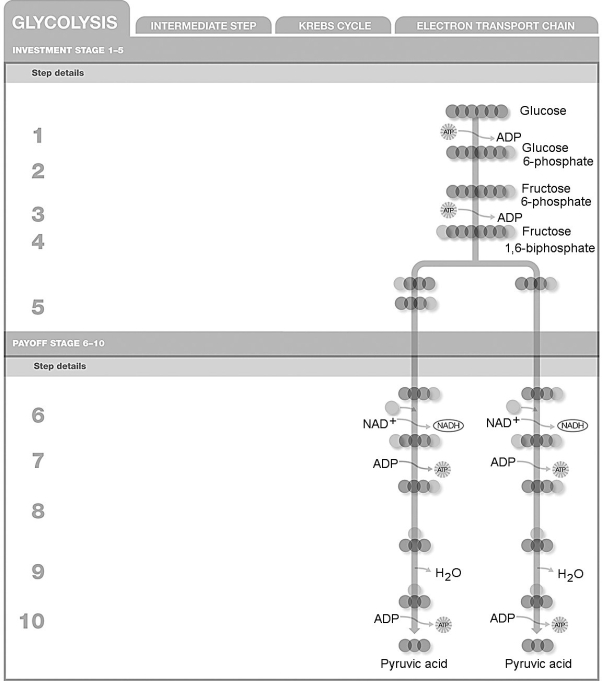 Refer to the numbered steps in the figure when answering the question. Which step is a redox reaction?   A)  step 1 B)  step 3 C)  step 4 D)  step 6 E)  step 9
