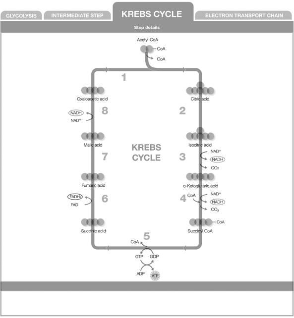 Refer to the numbered steps in the figure when answering the question. Two carbons in the form of acetyl- CoA enter the Krebs cycle by joining with oxaloacetic acid, a 4- carbon molecule. During which step does carbon leave the Krebs cycle in the form of CO<sub>2</sub>?   A)  step 1 B)  step 3 C)  step 4 D)  step 1 and step 3 and step 4 E)  step 3 and step 4