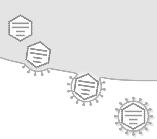 Which stage of viral replication is shown?   A)  penetration via membrane fusion B)  release by budding C)  penetration via endocytosis D)  release by lysis E)  attachment