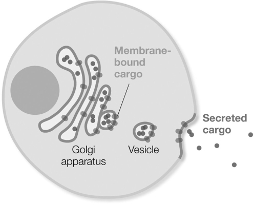 Which process is pictured?   A)  endocytosis B)  phagocytosis C)  exocytosis D)  receptor- mediated endocytosis E)  pinocytosis
