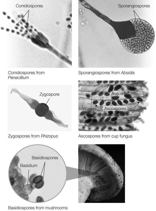 Which of the following are asexual fungal spores?   A)  ascospores, basidiospores, and conidiospores B)  any type of fungal spore can be asexual or sexual depending on how it formed C)  ascospores, basidiospores, and zygospores D)  conidiospores and sporangiospores E)  No types of fungal spores are asexual.