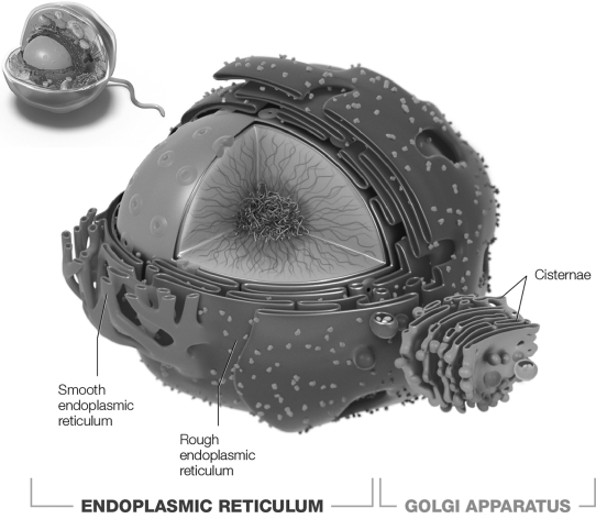 Which structure pictured is the site of synthesis of proteins destined for secretion?   A)  rough endoplasmic reticulum B)  rough and smooth endoplasmic reticulum, and cisternae C)  rough and smooth endoplasmic reticulum D)  cisternae E)  smooth endoplasmic reticulum