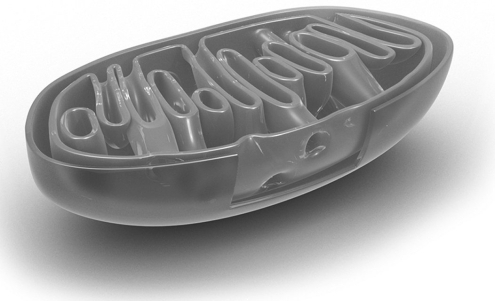 Which portion of the mitochondria is folded to create a large surface area?   A)  outer membrane B)  inner membrane C)  intercristal space D)  matrix E)  inner and outer membranes