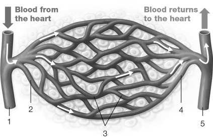 Which of the following numbers represents arterioles?   A)  1 B)  2 C)  3 D)  4 E)  5