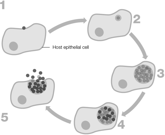 Which numbered stage(s)  of the Chlamydia trachomatis life cycle pictured involves the dormant elementary body?   A)  1 & 5 B)  1 C)  2 D)  2 & 3 E)  5