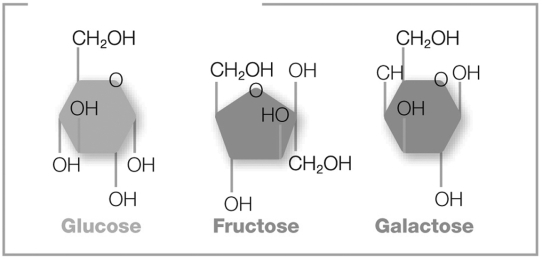 The pictured molecules both contain six carbon atoms, twelve hydrogen atoms, and six oxygen atoms (C6H12O6) . However, these atoms are arranged differently in each molecule. What are these molecules called?   A)  anions B)  R groups C)  functional groups D)  isomers E)  isotopes
