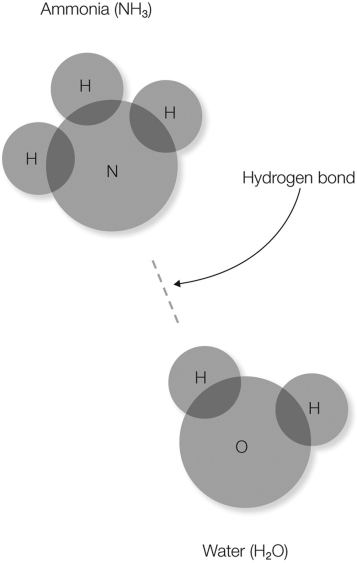 In the figure shown, which atom(s)  will have a partial negative charge?   A)  nitrogen and oxygen B)  hydrogen C)  hydrogen and oxygen D)  oxygen E)  nitrogen