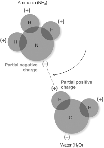 In the figure shown, what does the dotted line represent?   A)  transfer of the electron from the hydrogen atom to the nitrogen atom B)  sharing of electrons between the ammonia and water molecules C)  a Van der Waals interaction D)  an electrostatic interaction between the partially- positive hydrogen and the partially- negative nitrogen E)  an interaction between a hydrophilic and a hydrophobic molecule