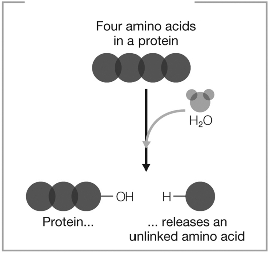 What type of reaction does the figure show?   A)  decomposition and hydrolysis B)  dehydration synthesis C)  dehydration synthesis and hydrolysis D)  decomposition E)  hydrolysis