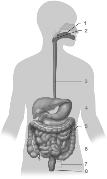 What is the correct order of the following eight parts of the GI tract?   A)  mouth, esophagus, stomach, pharynx, small intestine, large intestine, rectum, anus B)  mouth, esophagus, pharynx, stomach, large intestine, small intestine, rectum, anus C)  mouth, pharynx, esophagus, stomach, large intestine, small intestine, rectum, anus D)  mouth, pharynx, esophagus, stomach, small intestine, large intestine, rectum, anus E)  mouth, esophagus, pharynx, stomach, small intestine, large intestine, rectum, anus
