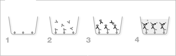 An indirect ELISA is pictured. In which step is the detector antibody added to the assay?   A)  step 1 B)  step 2 C)  step 3 D)  step 4 E)  steps 3 and 4