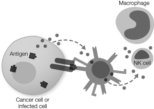 Which lymphocyte type is shown attacking the infected cell in the figure?   A)  B cell B)  cytotoxic T cell C)  memory T cell D)  helper T cell E)  antigen- presenting cell