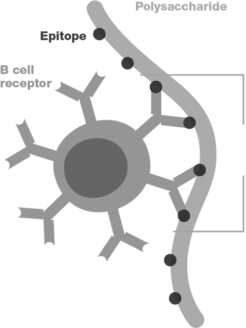 Which stage of the humoral response is pictured?   A)  isotype switching B)  B cell proliferation C)  B cell differentiation D)  B cell activation by a T- independent antigen E)  B cell activation by a T- dependent antigen