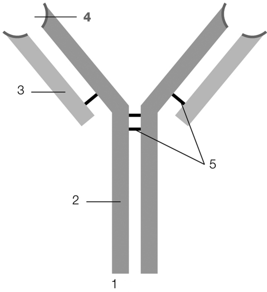 Which number on the diagram is labeling the portion of the antibody that makes it specific for the antigen is binds to?   A)  1 B)  2 C)  3 D)  4 E)  5