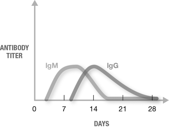 The graph shows   A)  immunological memory. B)  secondary antigen exposure. C)  primary antigen exposure. D)  natural passive immunity. E)  likely immune response upon exposure to a pathogen for which the patient has been vaccinated.