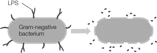 Which type of toxin is pictured?   A)  endotoxin B)  type 1 exotoxin C)  type 2 exotoxin D)  type 3 exotoxin E)  either type 1, type 2, or type 3 exotoxins
