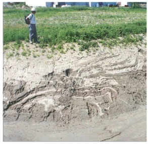 In this figure (Figure 13.21) the grey (Leda clay) and dark (sand) layers are not horizontal because:   A)  sand is easily deformed by the weight of Leda clay. B)  Leda clay was deformed by the weight of an observer. C)  of the soft sediment deformation processes. D)  sand will flow and deform if it is in contact with rainwater.