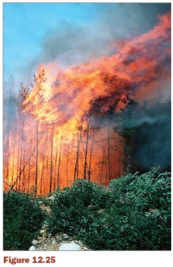 <strong>Figure 12.25 shows ____________. </strong> A) the early stage of torching B) an established convection column C) the fire shortly after ignition D) a crown fire E) a tall convection column