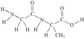 Two amino acids combine to form a dipeptide when the amino group of one reacts with the acid group of the other.Which structure is correct? A)    B)    C)    D)   